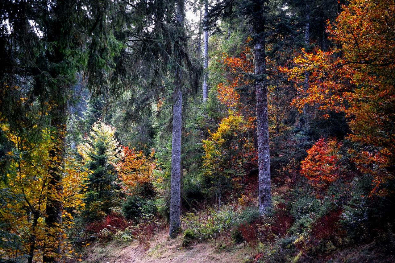C3 Albmatte-Fewo Sauna, Hallenbad Aussenbecken Massagen Nebenan St. Blasien Esterno foto
