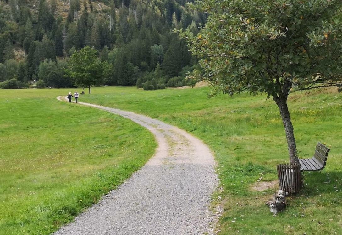 C3 Albmatte-Fewo Sauna, Hallenbad Aussenbecken Massagen Nebenan St. Blasien Esterno foto